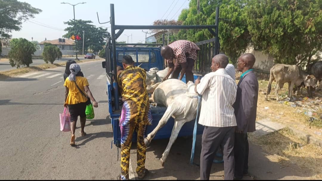 anti-open-grazing-oyo-state-govt-nabs-herdsman-cattle-in-ibadan.jpg