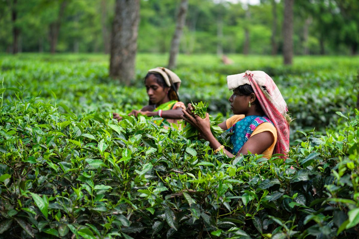 imported-tea-violations-threaten-indian-tea-industry-tai.jpg