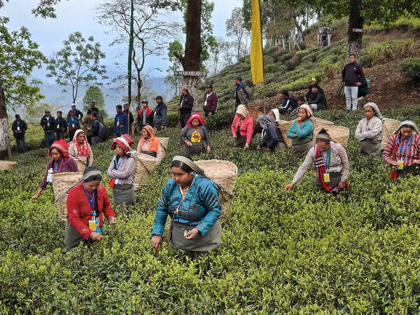 first-flush-plucking-boycott-hits-tea-gardens-in-hills-tea-workers-plan-dharna-at-darjeeling-chowrasta.jpg