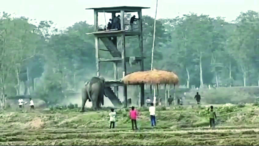 malbazar-bulldozer-driver-held-for-harassing-wild-tusker.jpg