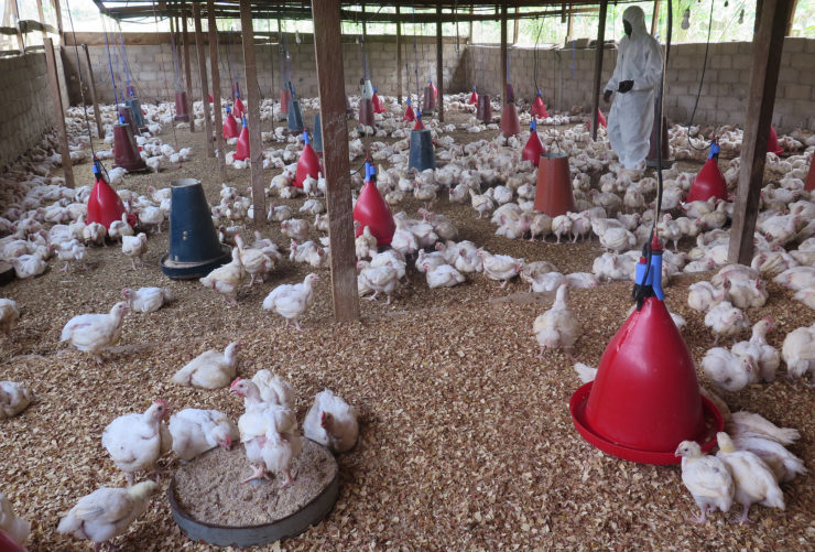 no-bird-flu-threat-in-bengal-poultry-traders-reassure-amid-scare.jpg