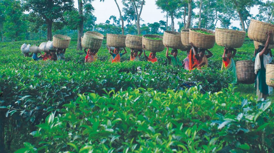 tea-workers-to-protest-on-20-feb-20-demanding-minimum-wages-act.jpg