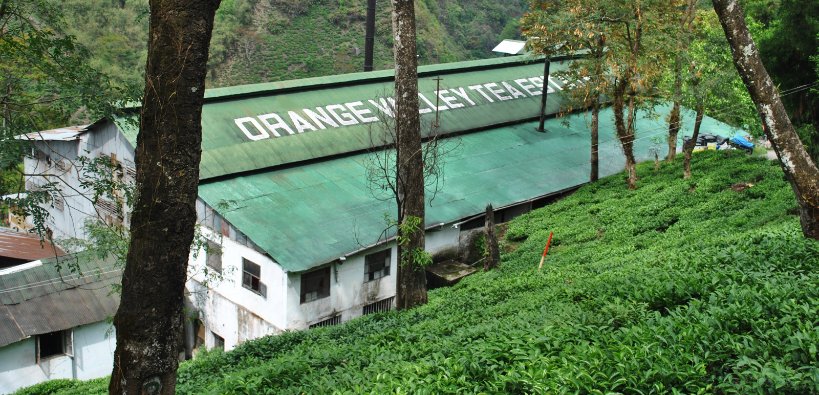 operations-to-resume-at-orange-valley-tea-estate-dispute-resolved.jpg