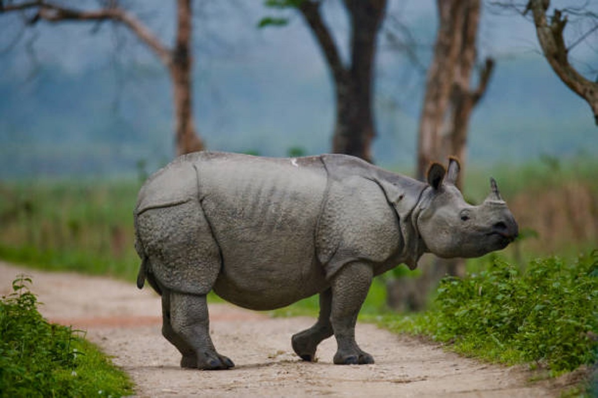 rhino-census-begins-at-jaldapara-national-park.jpg