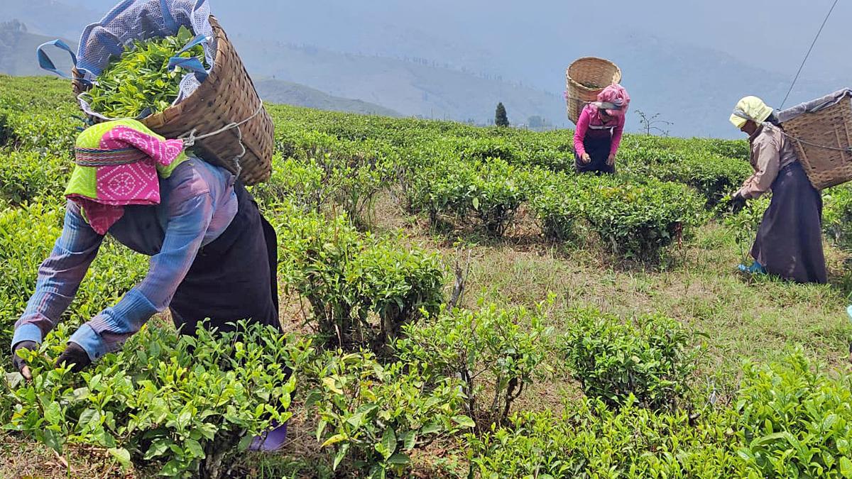 tea-industry-demands-justice-after-murder-in-darjeeling.jpg