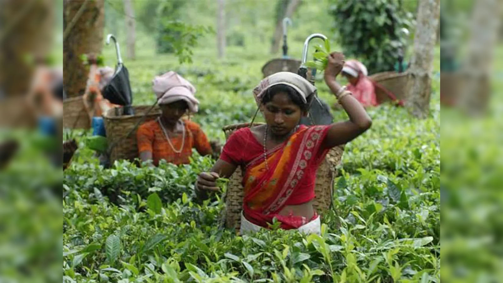 tea-production-rises-by-100-in-north-bengal-gardens.jpg