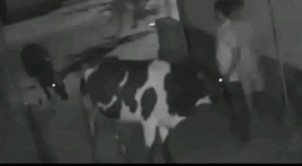 unbelievable-theft-cow-stolen-from-car-trunk-in-halishahar-police-investigating.jpg